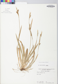 Carex striatula image