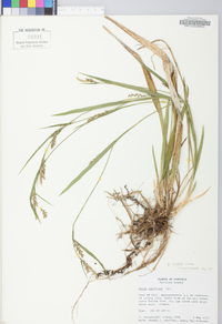 Carex striatula image