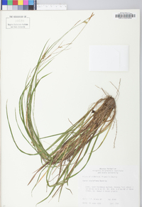 Carex styloflexa image