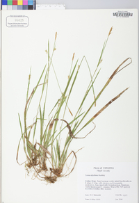 Carex styloflexa image