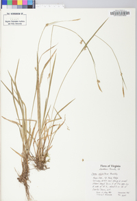 Carex styloflexa image