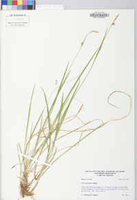 Carex styloflexa image