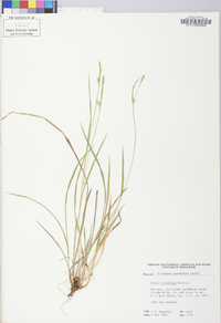 Carex styloflexa image