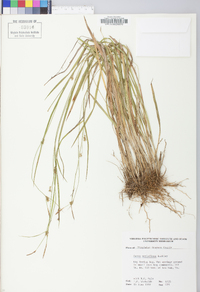 Carex styloflexa image