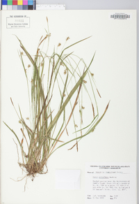 Carex styloflexa image