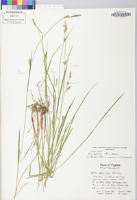 Carex styloflexa image