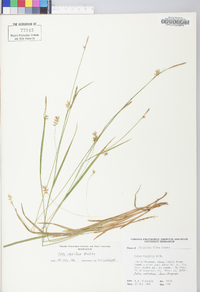 Carex styloflexa image