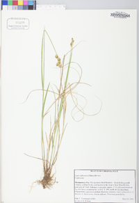 Carex suberecta image