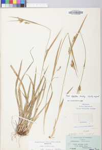 Carex styloflexa image