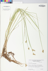 Carex suberecta image