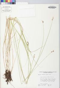 Carex suberecta image