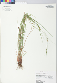 Carex swanii image