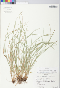 Carex superata image