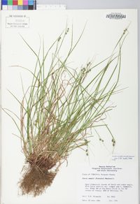 Carex swanii image