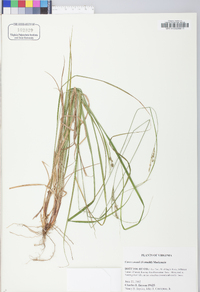 Carex swanii image