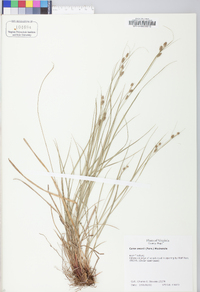 Carex swanii image