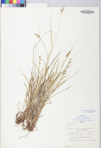 Carex swanii image