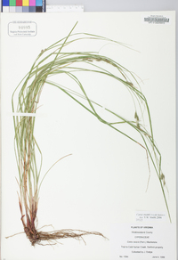 Carex swanii image