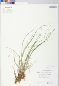 Carex swanii image