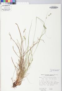 Carex swanii image