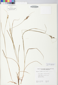 Carex swanii image