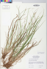 Carex swanii image