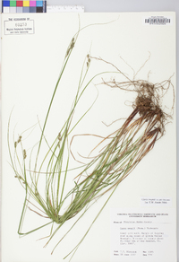 Carex swanii image