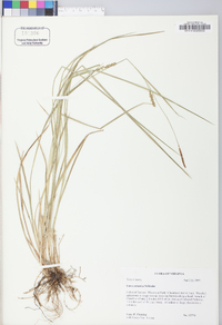 Carex tetanica image