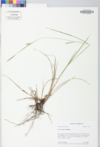 Carex tetanica image