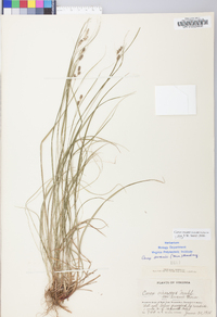 Carex swanii image