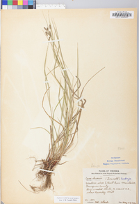 Carex swanii image