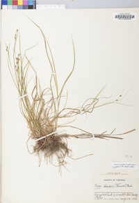 Carex swanii image