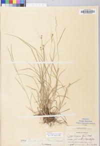 Carex swanii image