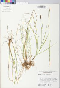 Carex tetanica image