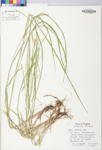 Carex tetanica image