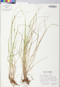 Carex tetanica image