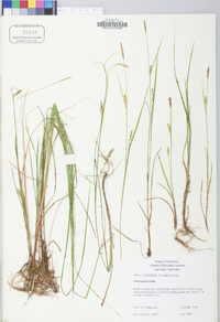 Carex tetanica image