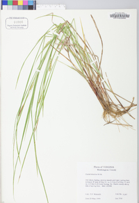 Carex tetanica image