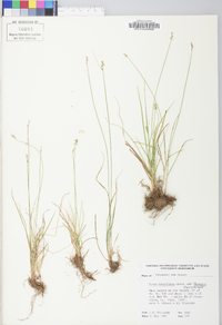 Carex texensis image