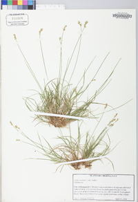 Carex texensis image