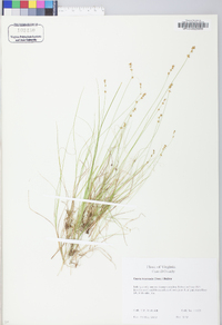 Carex texensis image