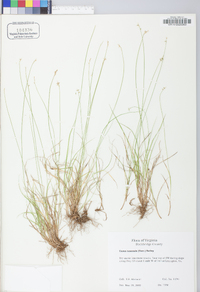 Carex texensis image