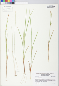 Carex tetanica image