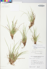 Carex tonsa image