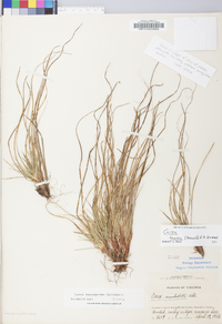 Carex tonsa image