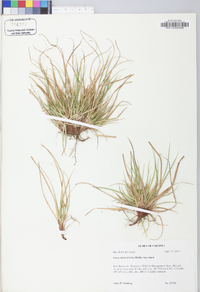 Carex tonsa image