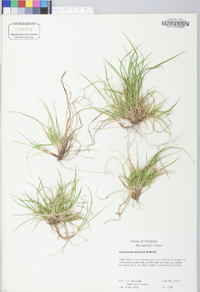 Carex tonsa image