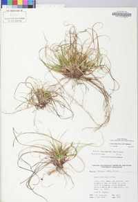 Carex tonsa image