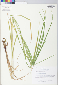 Carex trichocarpa image