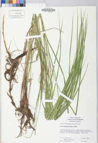 Carex trichocarpa image